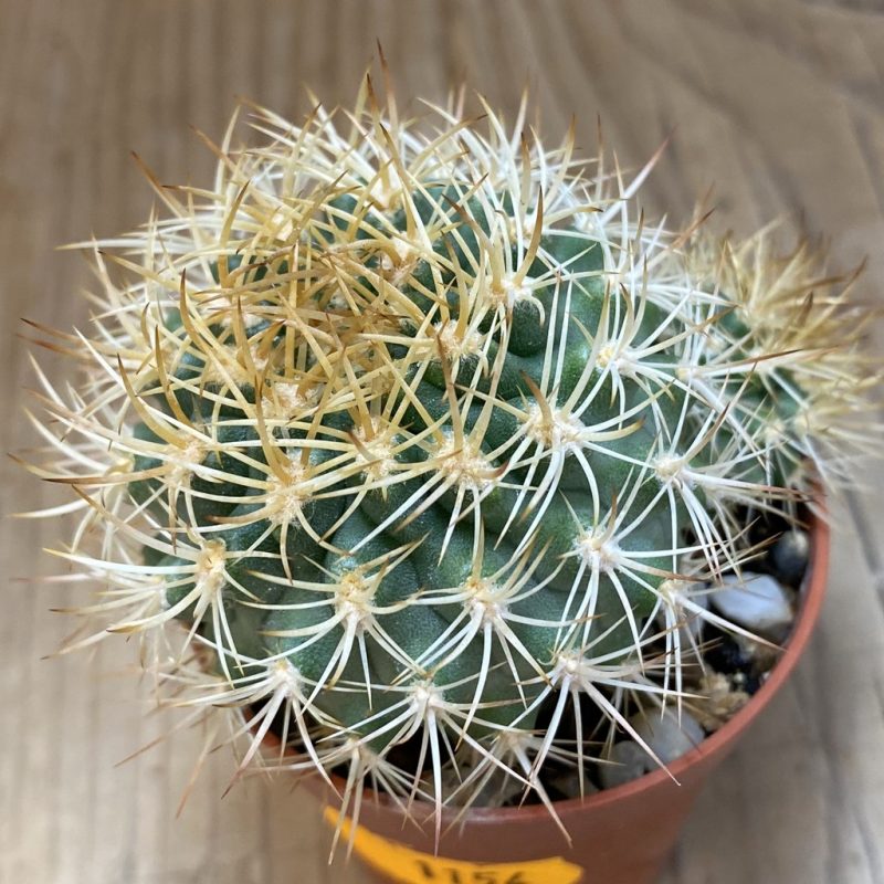 SH1154 Pyrrhocactus eriosyzoides seedling, grafted