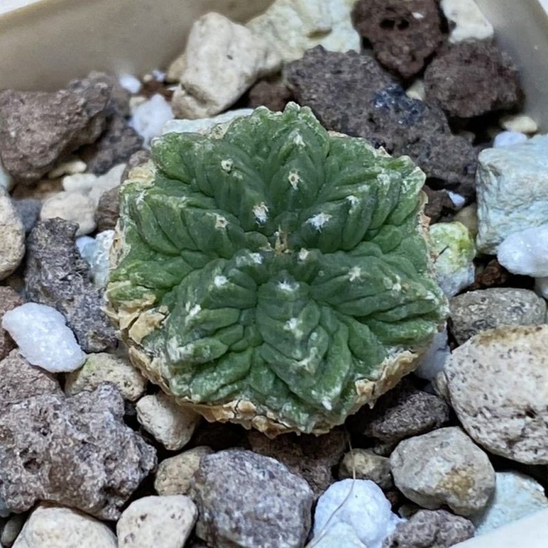 SH21072 Aztekium ritteri GCG 12629