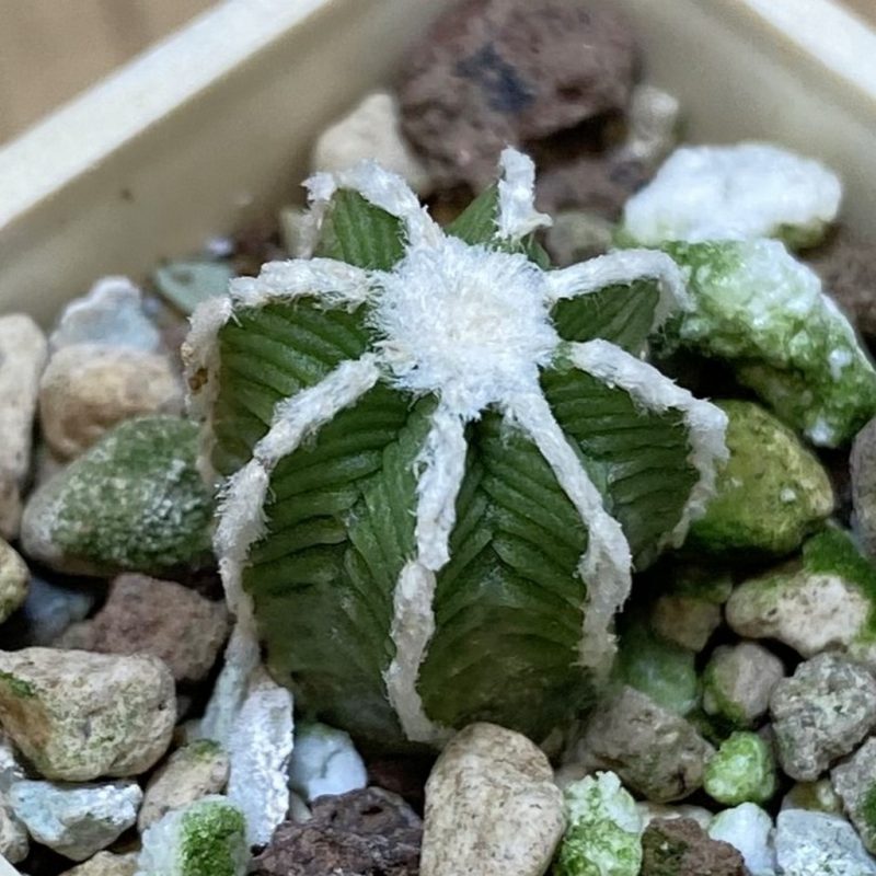 SH26759 Aztekium hintonii -LaPoza- N.L.