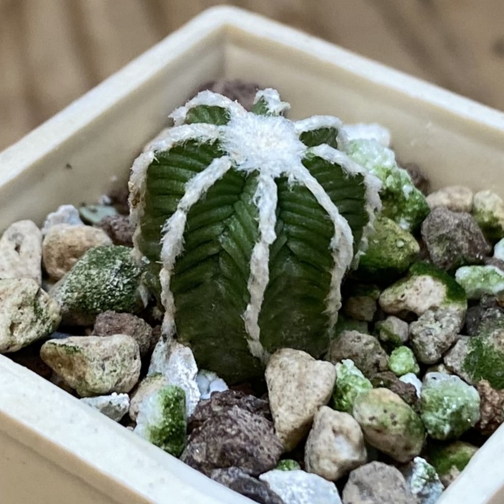 SH26759 Aztekium hintonii -LaPoza- N.L. - Image 2