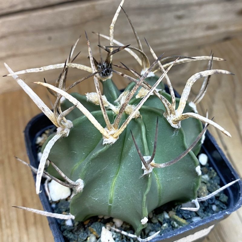 SH13857 Astrophytum crassispinum 'Buffalo'