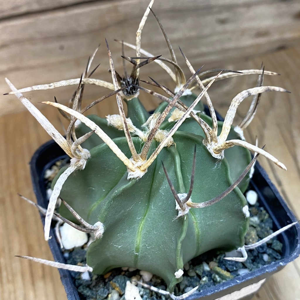 SH13857 Astrophytum crassispinum 'Buffalo'