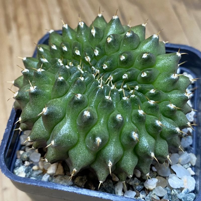 SH12382 Gymnocalycium mihanovichii ‘inermis’ f. cristata