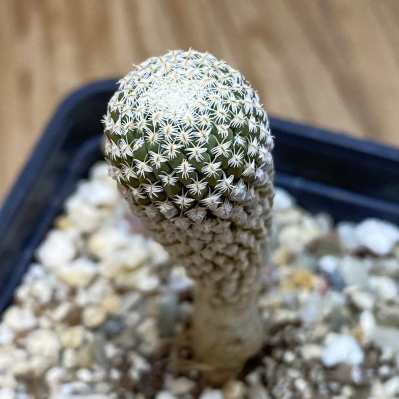 SH12617 Pelecyphora strobiliformis, old 7 years