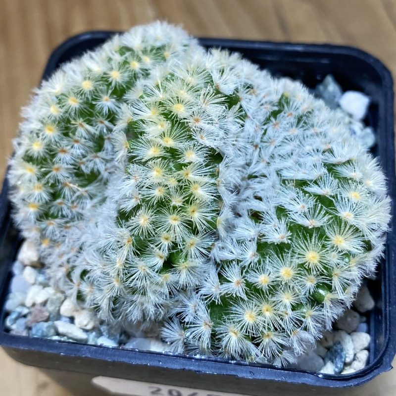 SH20459 Mammillaria carmenae f. cristata