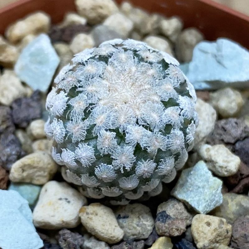 SH18682 Turbinicarpus valdezianus MZ 662