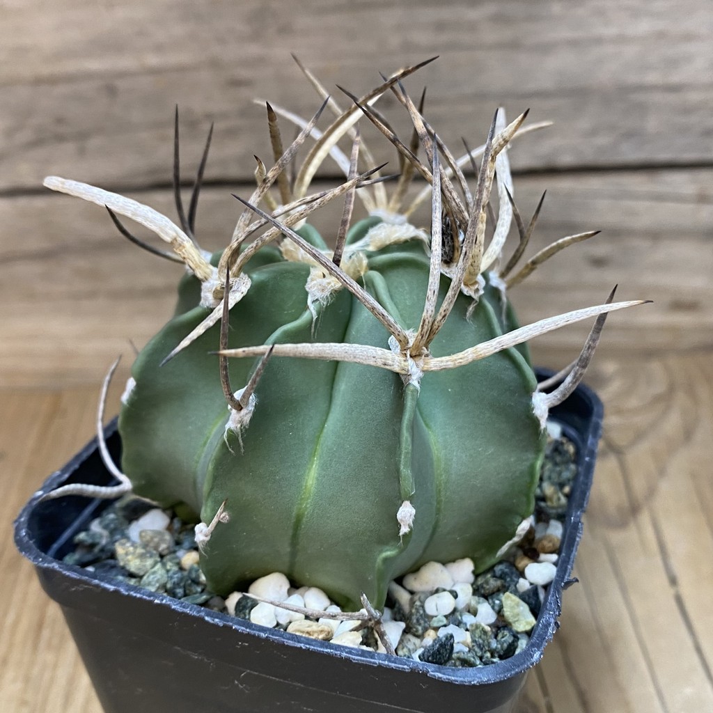 SH13857 Astrophytum crassispinum 'Buffalo' - Obrázek 2
