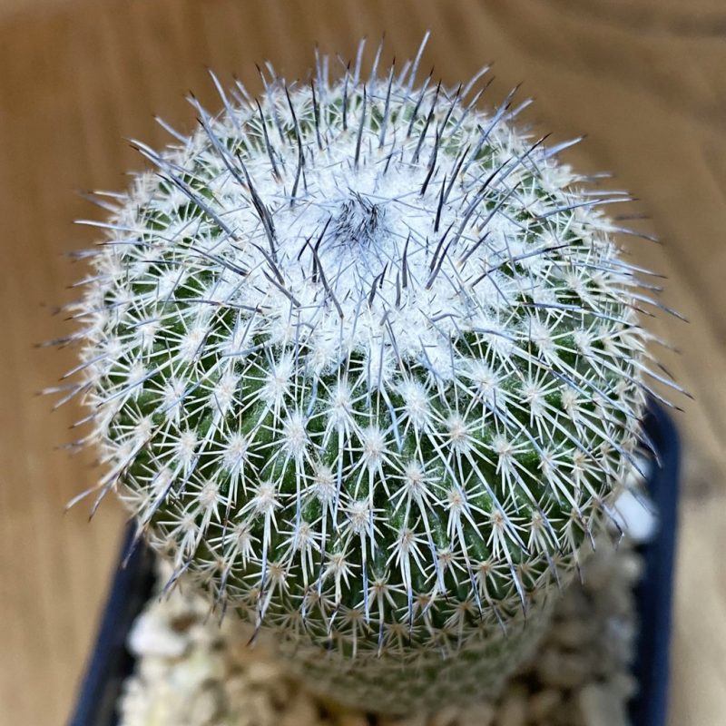 SH965 Epithelantha micromeris v. unguispina