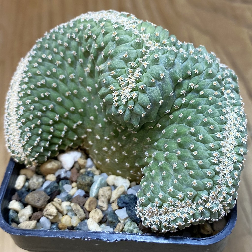 SH19736 Strombocactus disciformis f. cristata, own roots
