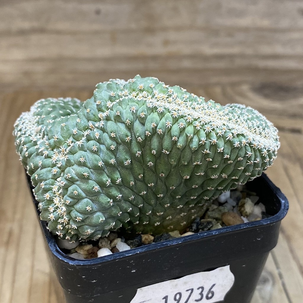 SH19736 Strombocactus disciformis f. cristata, own roots - Image 2