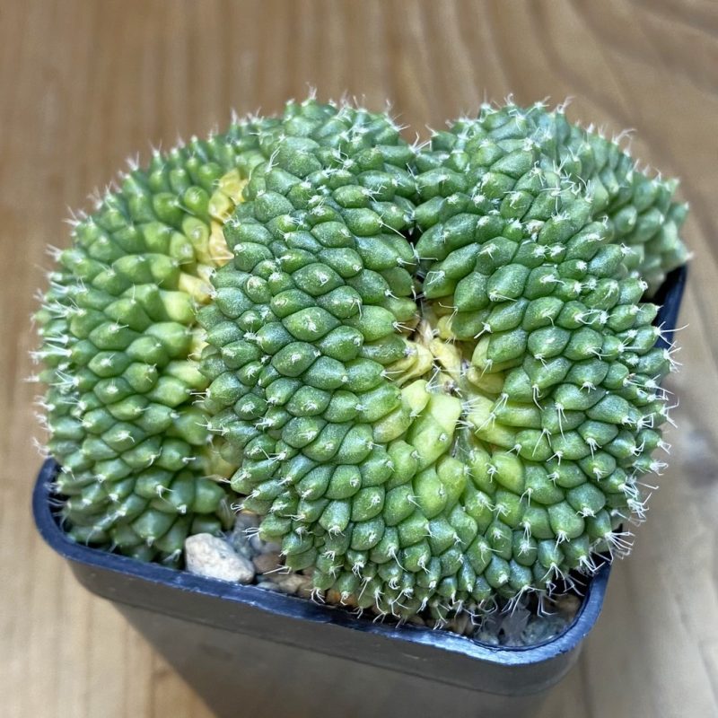 SH20467 Mammillaria bucareliensis f. cristata