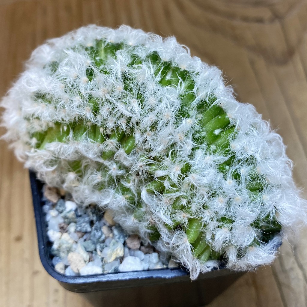 SH20277 Mammillaria bocasana v. multilanata f. cristata