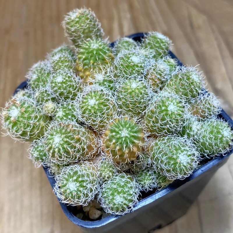 SH19323 Turbinicarpus horripilus f. monstrosa