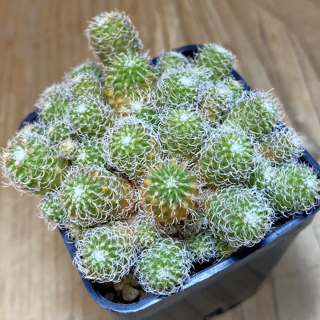 SH19323 Turbinicarpus horripilus f. monstrosa