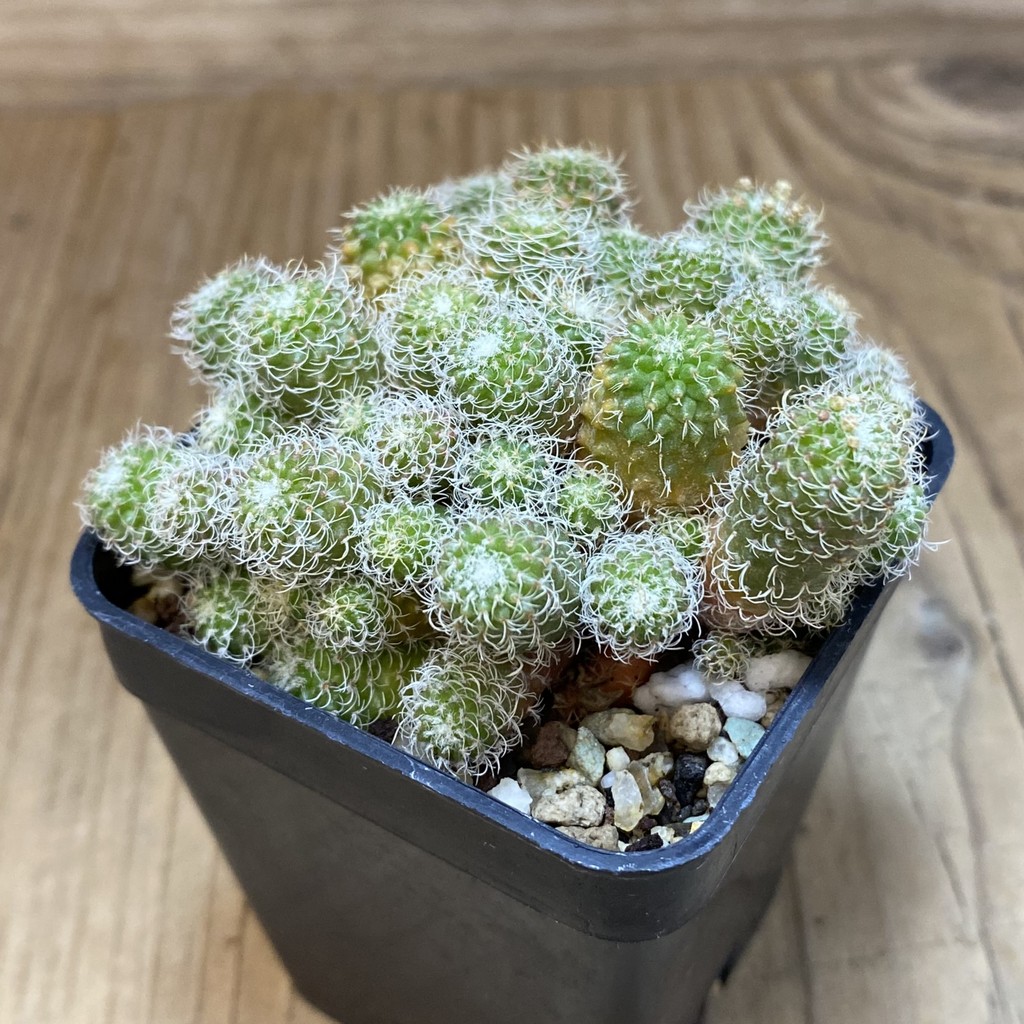 SH19323 Turbinicarpus horripilus f. monstrosa - Image 2