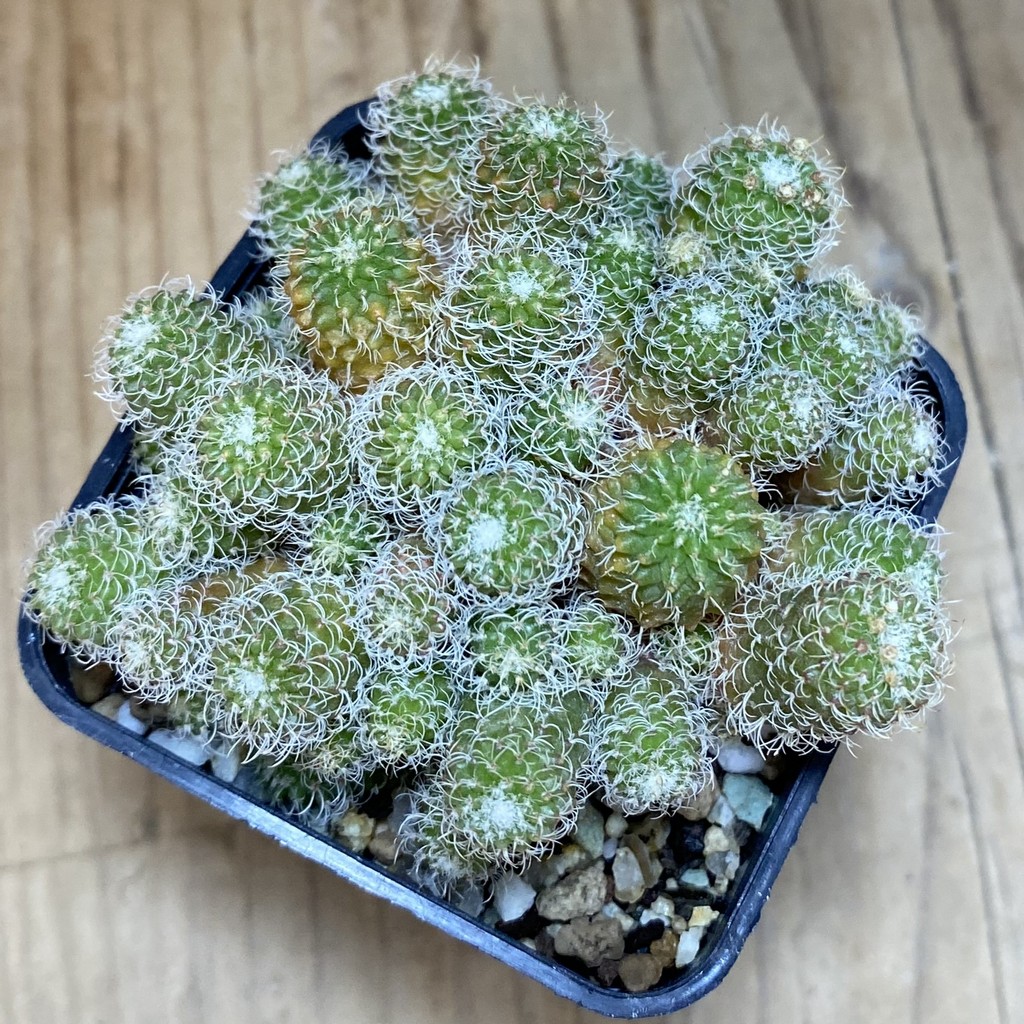 SH19323 Turbinicarpus horripilus f. monstrosa - Image 3