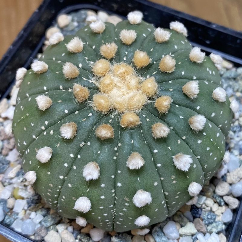 SH21008 Astrophytum asterias f. multicostatum