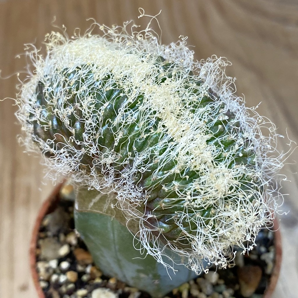 SH18275 Sulcorebutia patriciae f. cristata, grafted