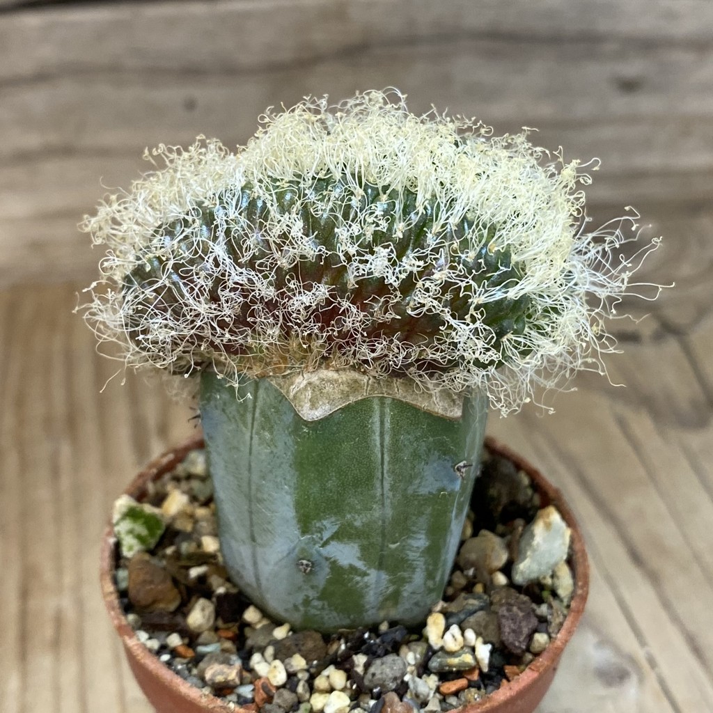 SH18275 Sulcorebutia patriciae f. cristata, grafted - Image 2