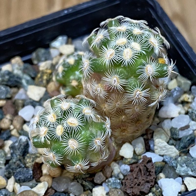 SH20279 Mammillaria saboae v. haudeana