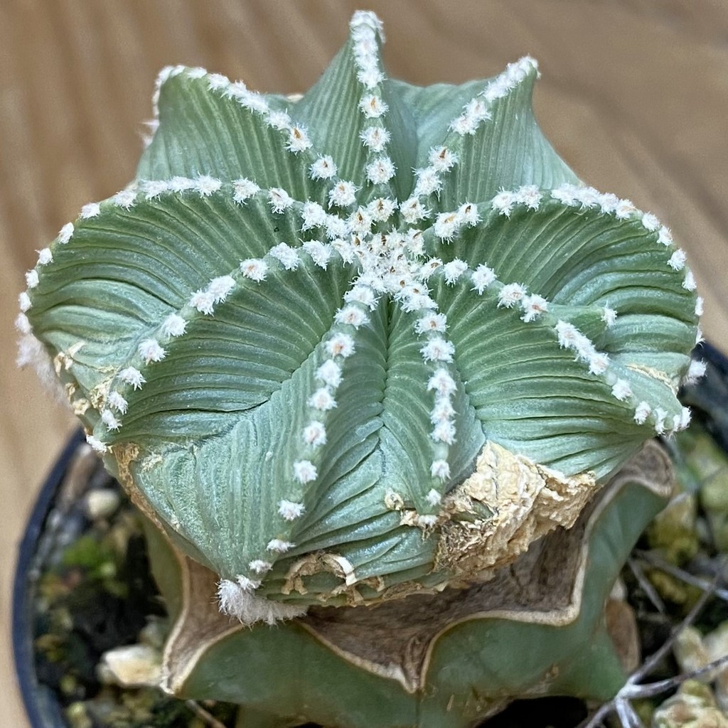 SH6038 Aztekium hintonii f. minor GCG 12707, Clone 25, grafted