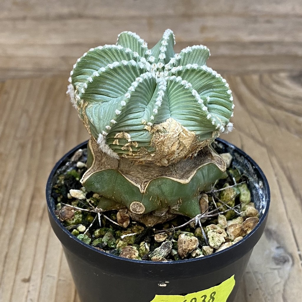 SH6038 Aztekium hintonii f. minor GCG 12707, Clone 25, grafted - Image 2