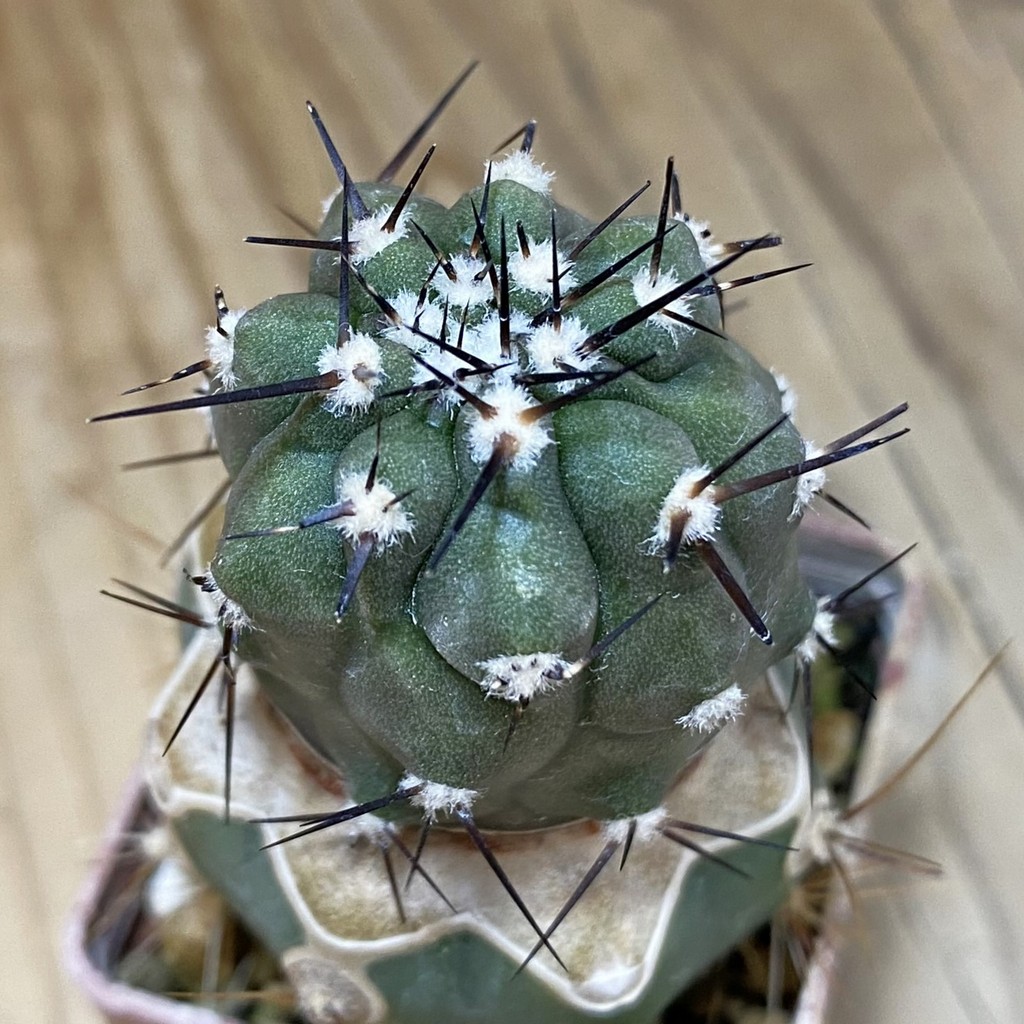 SH18738 Copiapoa cinerea JN 2048 , grafted