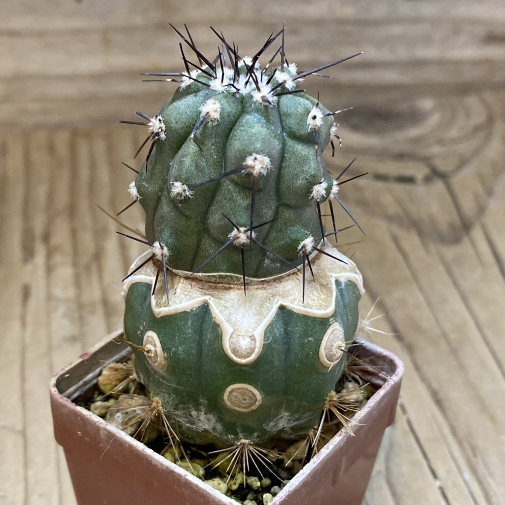 SH18738 Copiapoa cinerea JN 2048 , grafted - Image 2