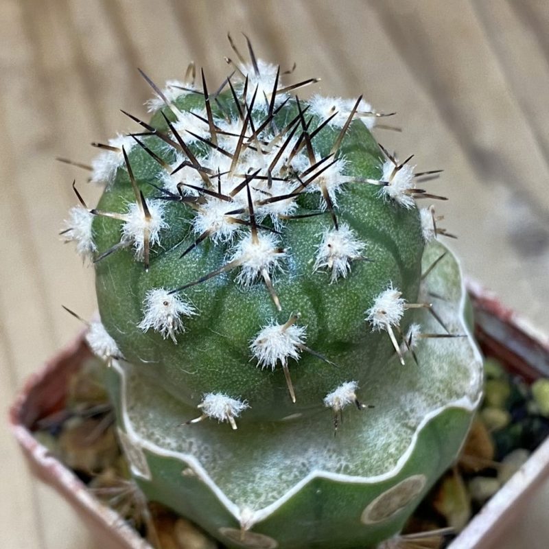 SH19135 Copiapoa cinerea PL 139 A, grafted
