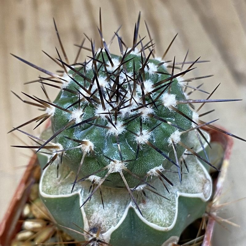 SH19137 Copiapoa cinerea PL 140 A, grafted
