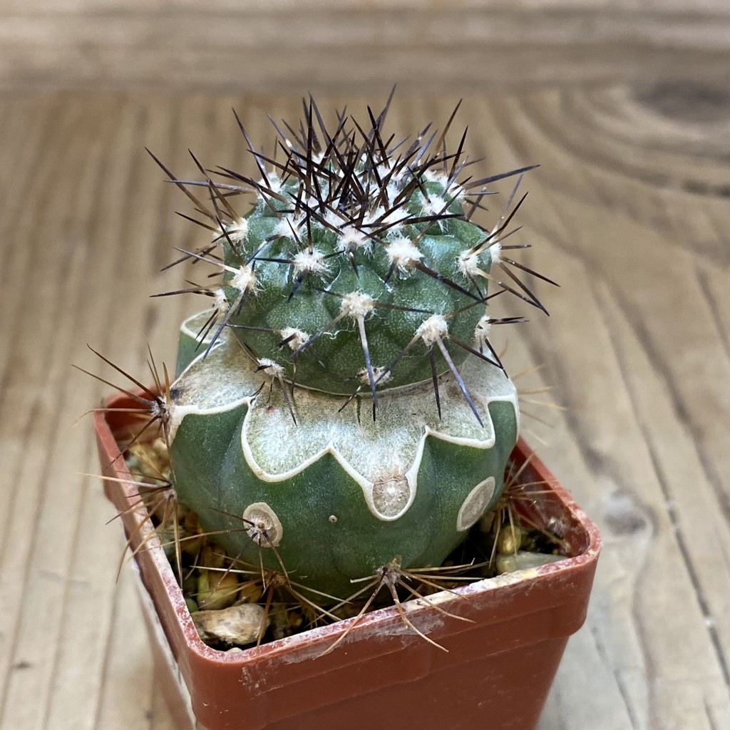 SH19137 Copiapoa cinerea PL 140 A, grafted - Image 2
