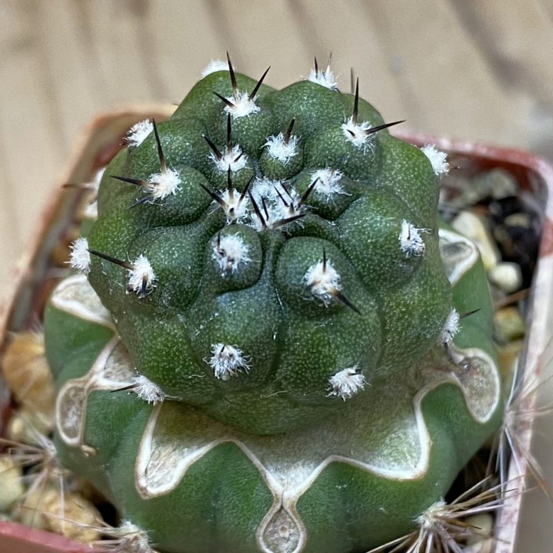 SH18746 Copiapoa cinerea PL 139 A, grafted