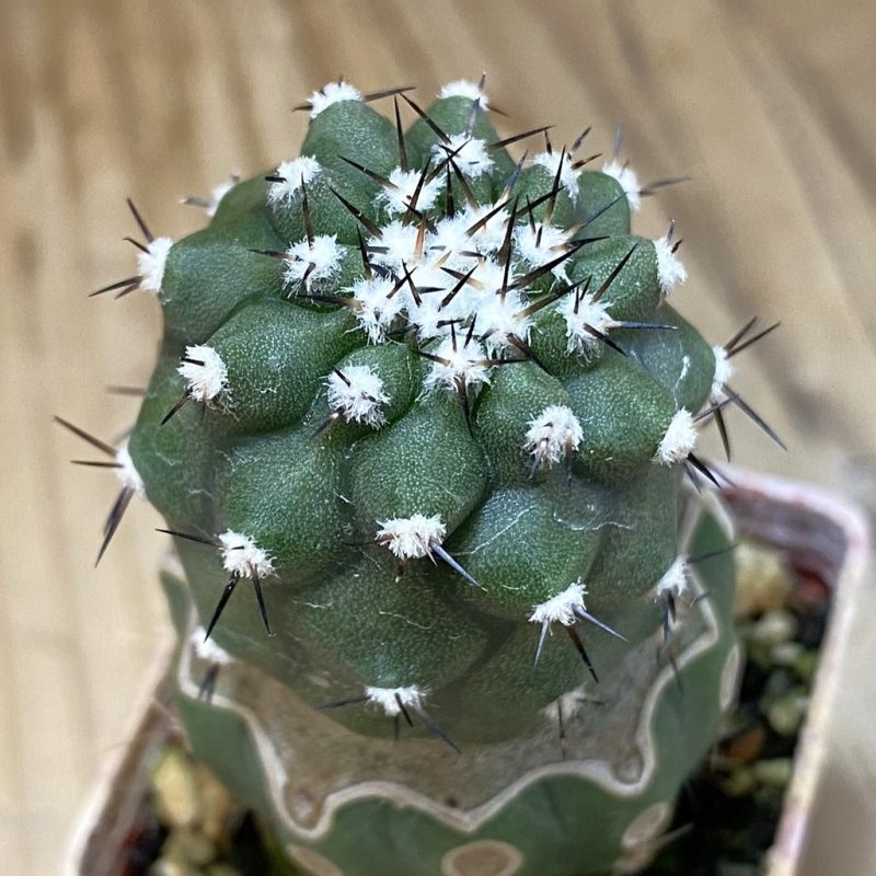 SH18744 Copiapoa cinerea f. inermis PL 143 A , grafted