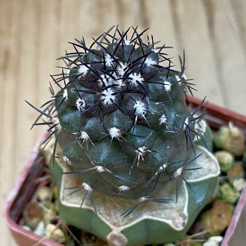 SH20320 Copiapoa griseoviolacea KL 17-041, grafted