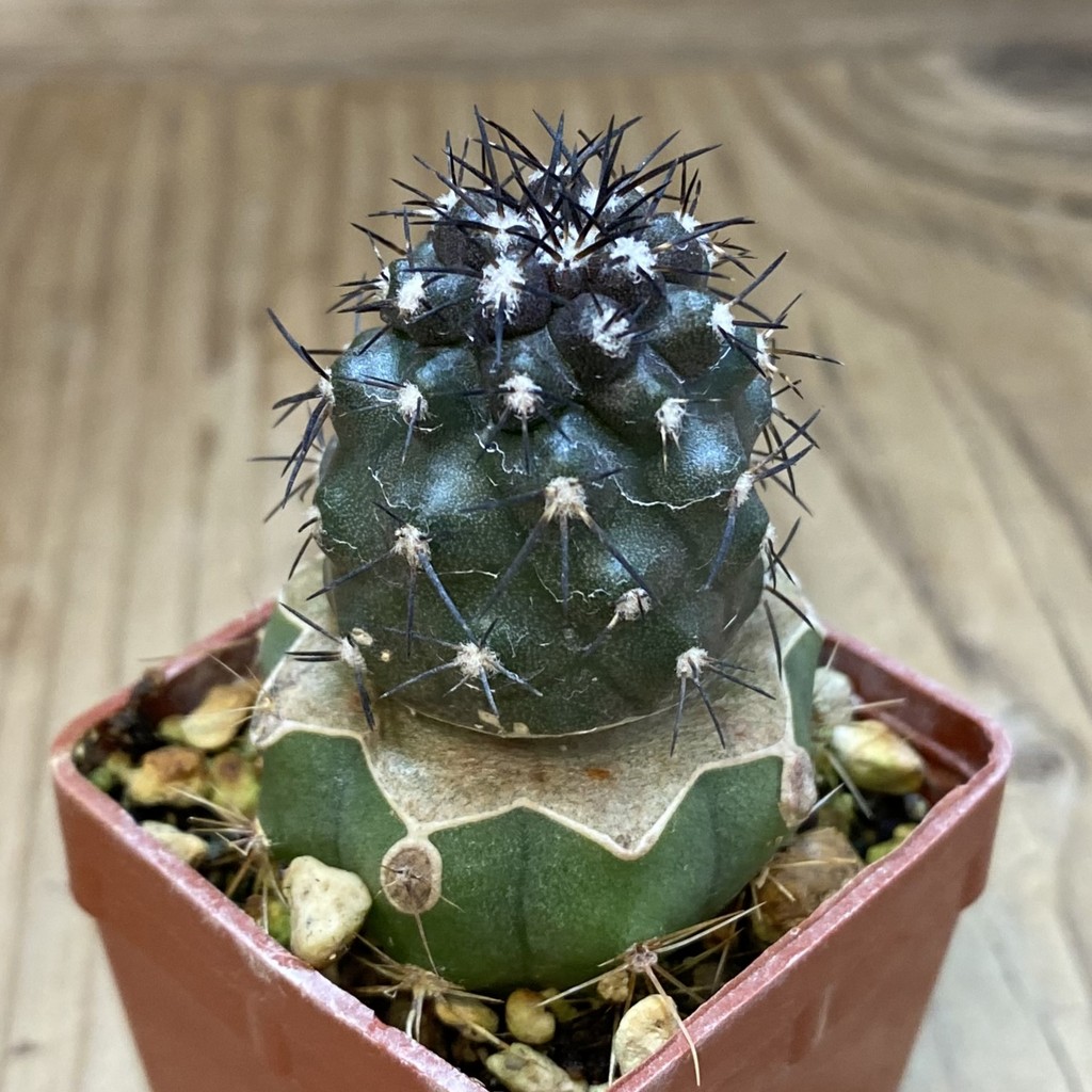 SH20320 Copiapoa griseoviolacea KL 17-041, grafted – Bild 2