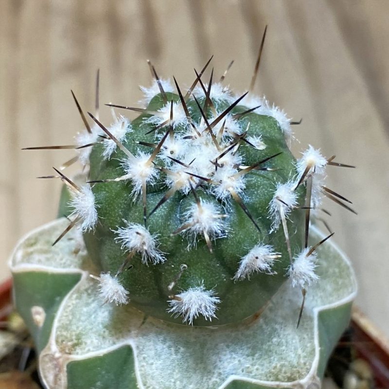 SH20319 Copiapoa cinerea PL 139 A, grafted