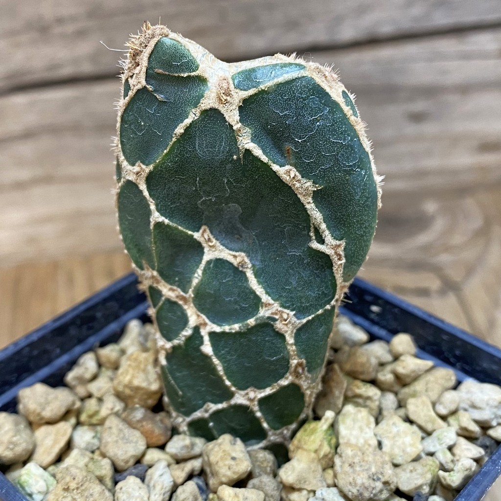SH18491 Opuntia 'Cobra'
