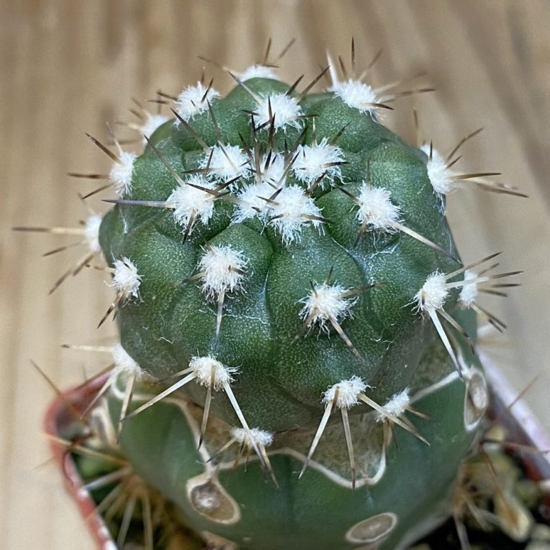 SH20336 Copiapoa cinerea v. albispina PL 142 A, grafted