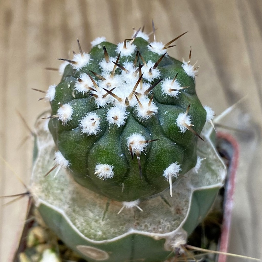 SH20323 Copiapoa cinerea PL 140 A, grafted