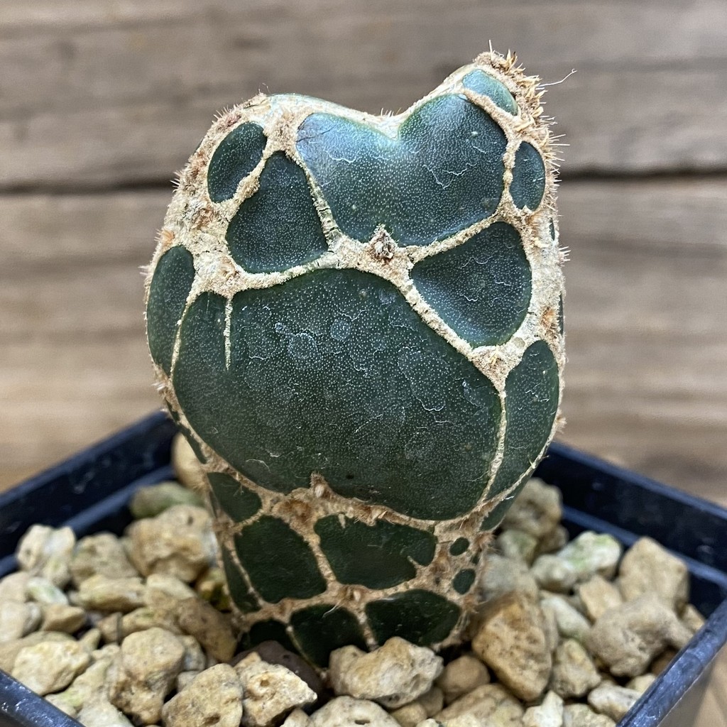 SH18491 Opuntia 'Cobra' - Obrázek 2