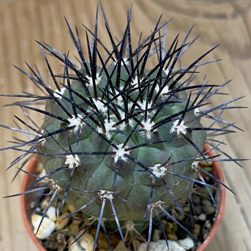 SH18326 Copiapoa dealbata CGC15274, grafted