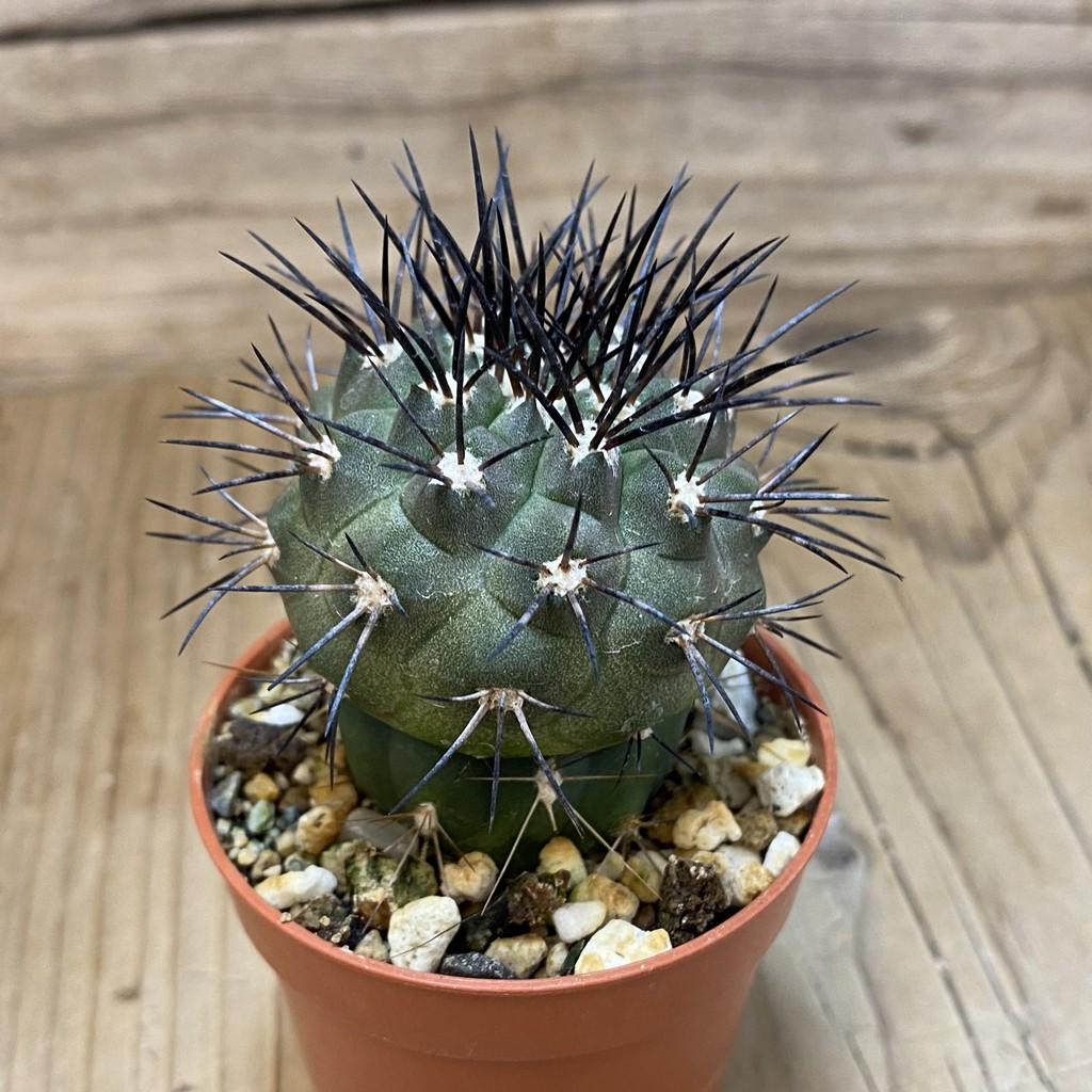 SH18326 Copiapoa dealbata CGC15274, grafted - Image 2