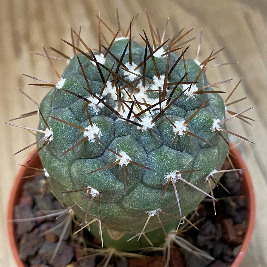SH18313 Copiapoa cinerea melanohystrix selection GCG15247b, grafted