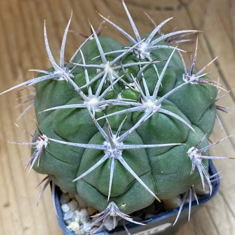 SH26914 Gymnocalycium achirasense