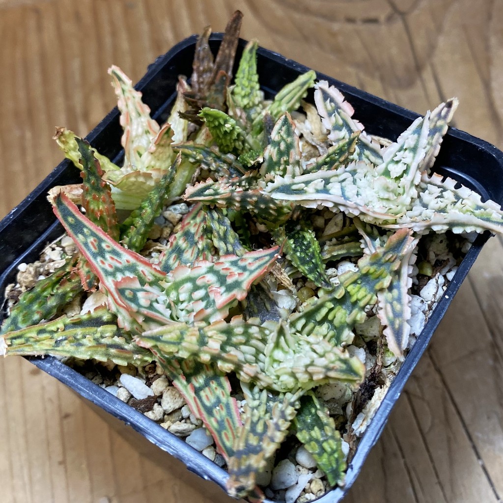 SH26915 Aloe TCT hybrid mix