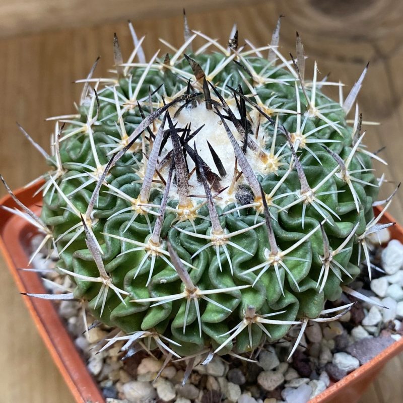 SH26883 Echinofossulocactus phyllacanthus, 8 years old