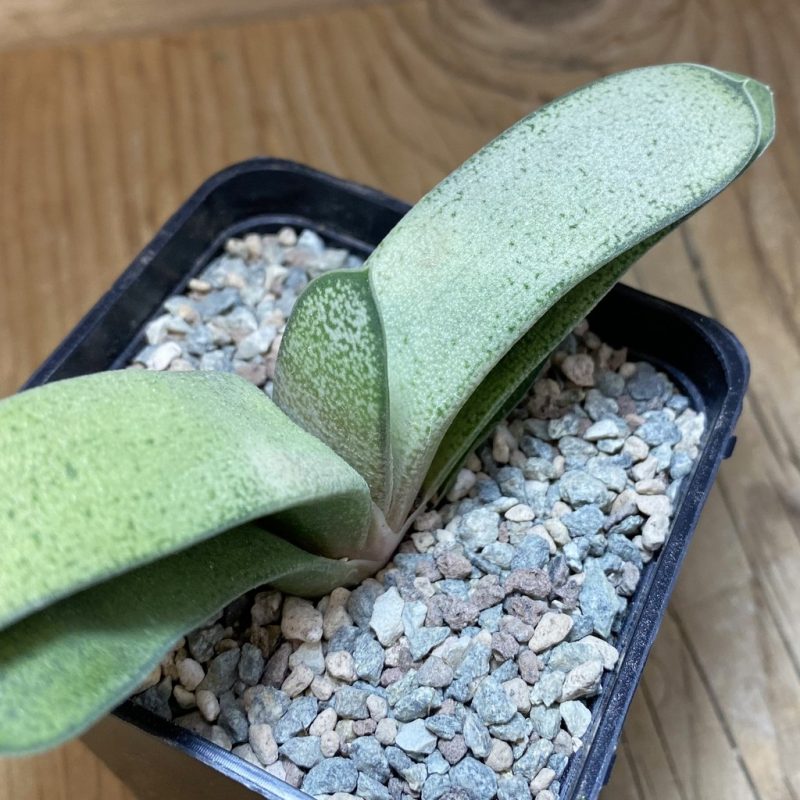 SH26917 Gasteria hybrid