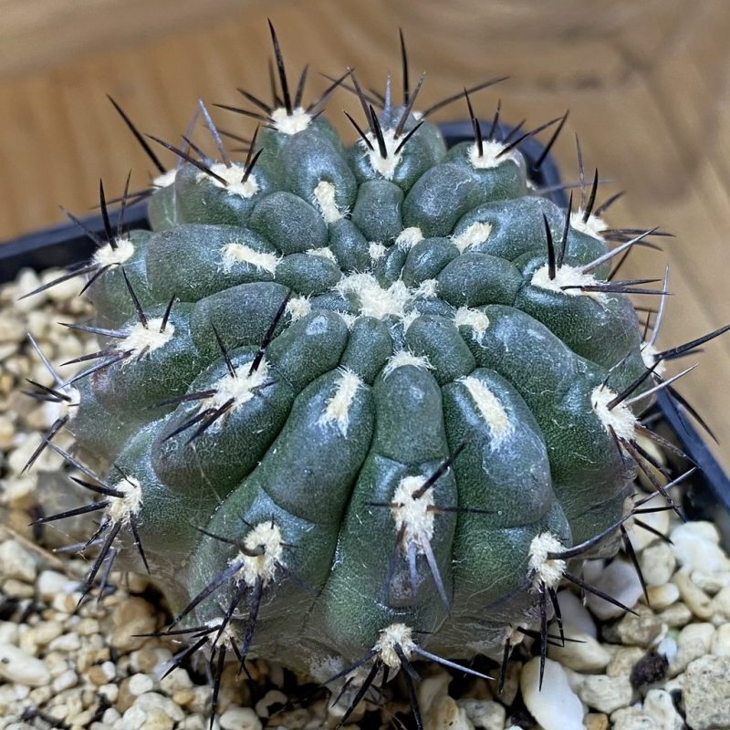 SH26918 Eriosyce heinrichiana, 8 years old