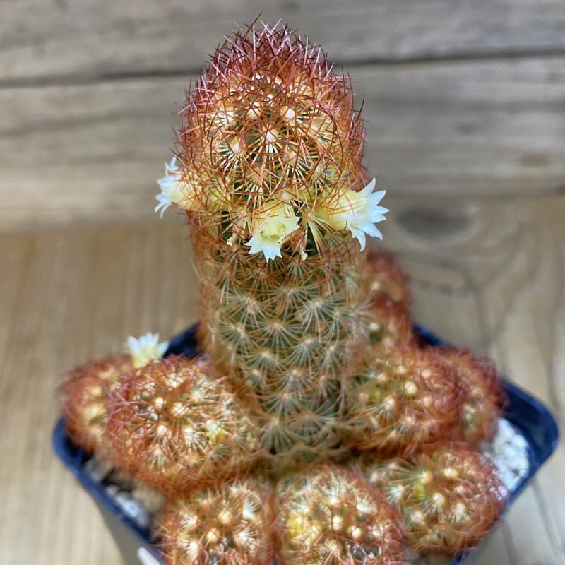 SH26919 Mammillaria elongata v. rubrispina