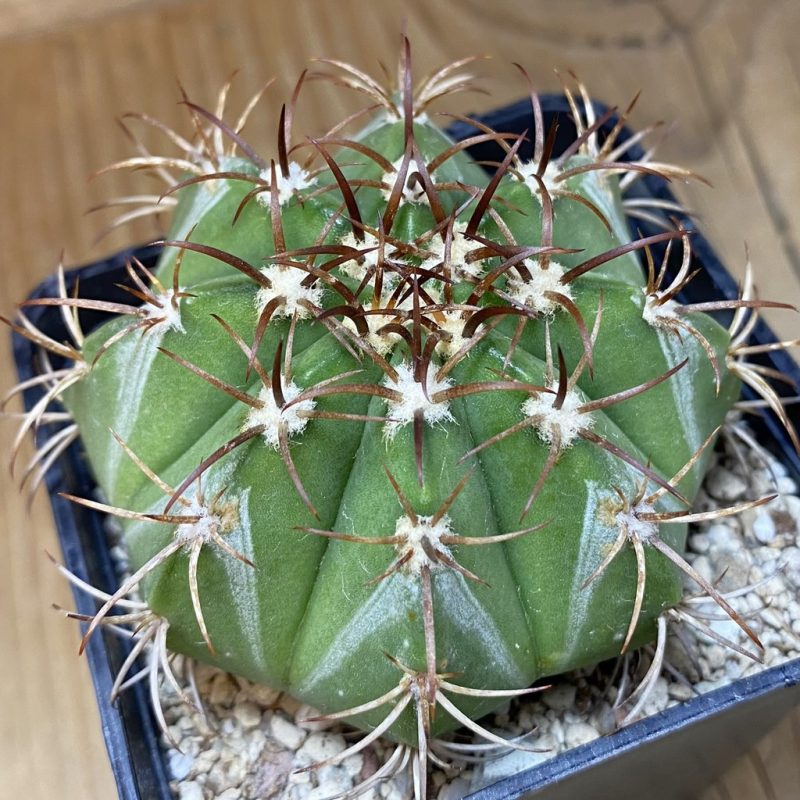 SH26920 Melocactus bahiensis